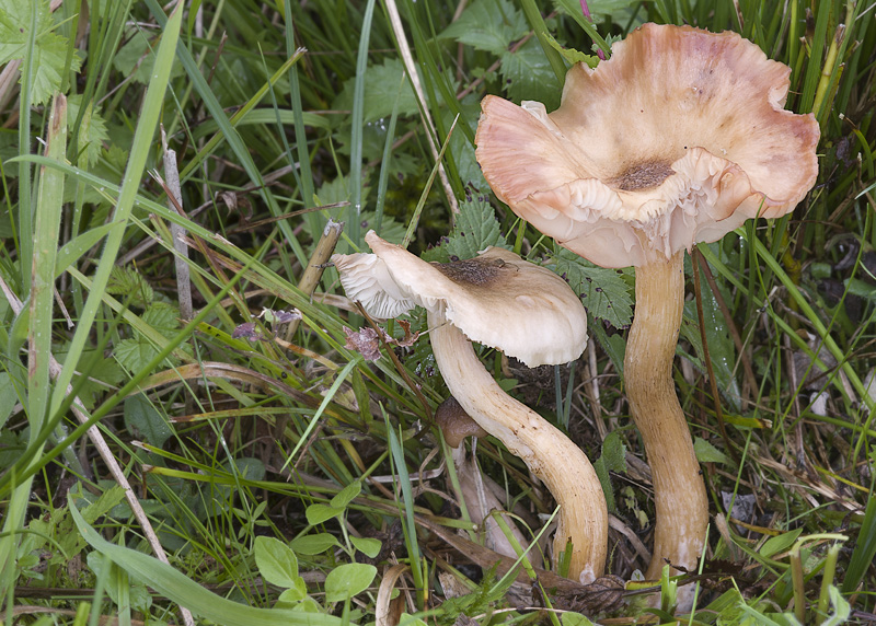 Armillaria ectypa